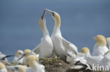 Northern Gannet (Morus bassanus)