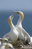 Northern Gannet (Morus bassanus)