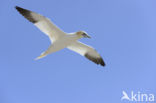 Northern Gannet (Morus bassanus)