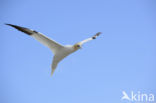 Northern Gannet (Morus bassanus)