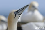 Northern Gannet (Morus bassanus)