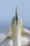 Northern Gannet (Morus bassanus)