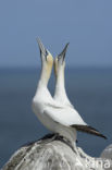 Northern Gannet (Morus bassanus)