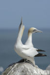 Northern Gannet (Morus bassanus)