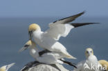 Northern Gannet (Morus bassanus)