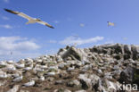 Northern Gannet (Morus bassanus)