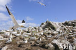 Northern Gannet (Morus bassanus)