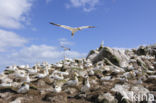 Northern Gannet (Morus bassanus)