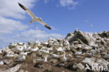 Northern Gannet (Morus bassanus)