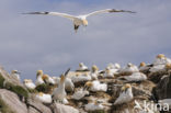 Northern Gannet (Morus bassanus)