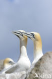 Northern Gannet (Morus bassanus)