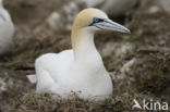 Northern Gannet (Morus bassanus)