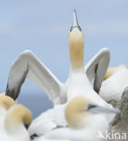 Northern Gannet (Morus bassanus)