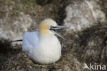 Northern Gannet (Morus bassanus)