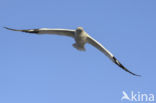 Northern Gannet (Morus bassanus)