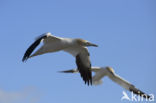 Northern Gannet (Morus bassanus)