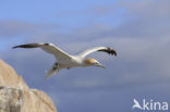 Northern Gannet (Morus bassanus)