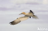 Northern Gannet (Morus bassanus)