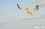 Northern Gannet (Morus bassanus)