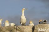 Northern Gannet (Morus bassanus)