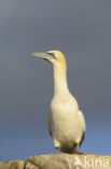 Northern Gannet (Morus bassanus)