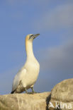 Northern Gannet (Morus bassanus)