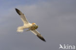 Northern Gannet (Morus bassanus)