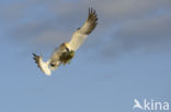 Northern Gannet (Morus bassanus)