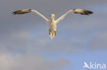 Northern Gannet (Morus bassanus)