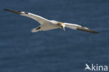 Northern Gannet (Morus bassanus)