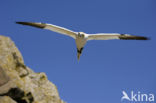 Northern Gannet (Morus bassanus)