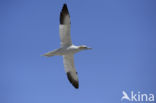 Northern Gannet (Morus bassanus)