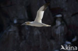 Northern Gannet (Morus bassanus)