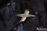 Northern Gannet (Morus bassanus)