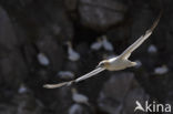 Northern Gannet (Morus bassanus)