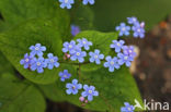 Kaukasisch Vergeet-mij-nietje (Brunnera macrophylla )