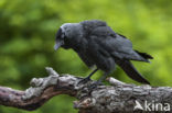 Eurasian Jackdaw (Corvus monedula)