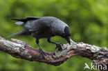 Eurasian Jackdaw (Corvus monedula)