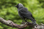 Eurasian Jackdaw (Corvus monedula)