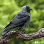 Eurasian Jackdaw (Corvus monedula)