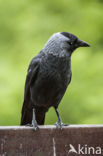 Eurasian Jackdaw (Corvus monedula)