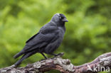 Eurasian Jackdaw (Corvus monedula)