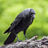 Eurasian Jackdaw (Corvus monedula)