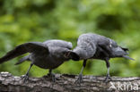 Eurasian Jackdaw (Corvus monedula)