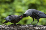 Eurasian Jackdaw (Corvus monedula)