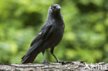 Eurasian Jackdaw (Corvus monedula)