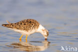 Ruff (Philomachus pugnax)