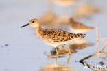 Ruff (Philomachus pugnax)