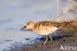 Ruff (Philomachus pugnax)