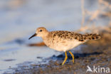 Ruff (Philomachus pugnax)